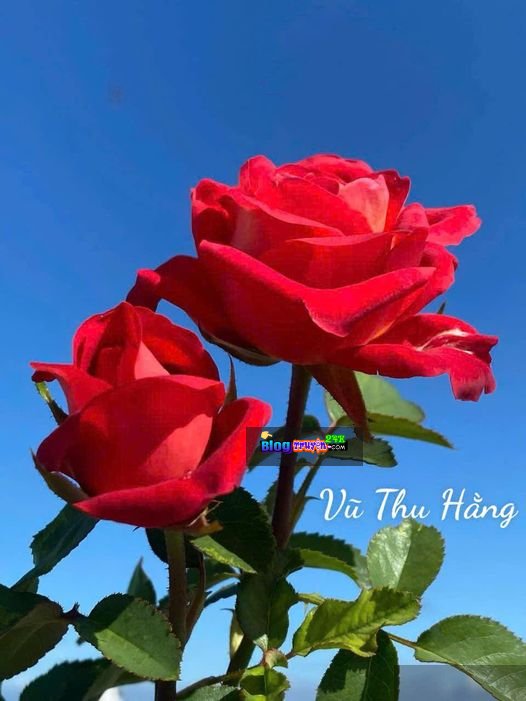 Hồi sinh
