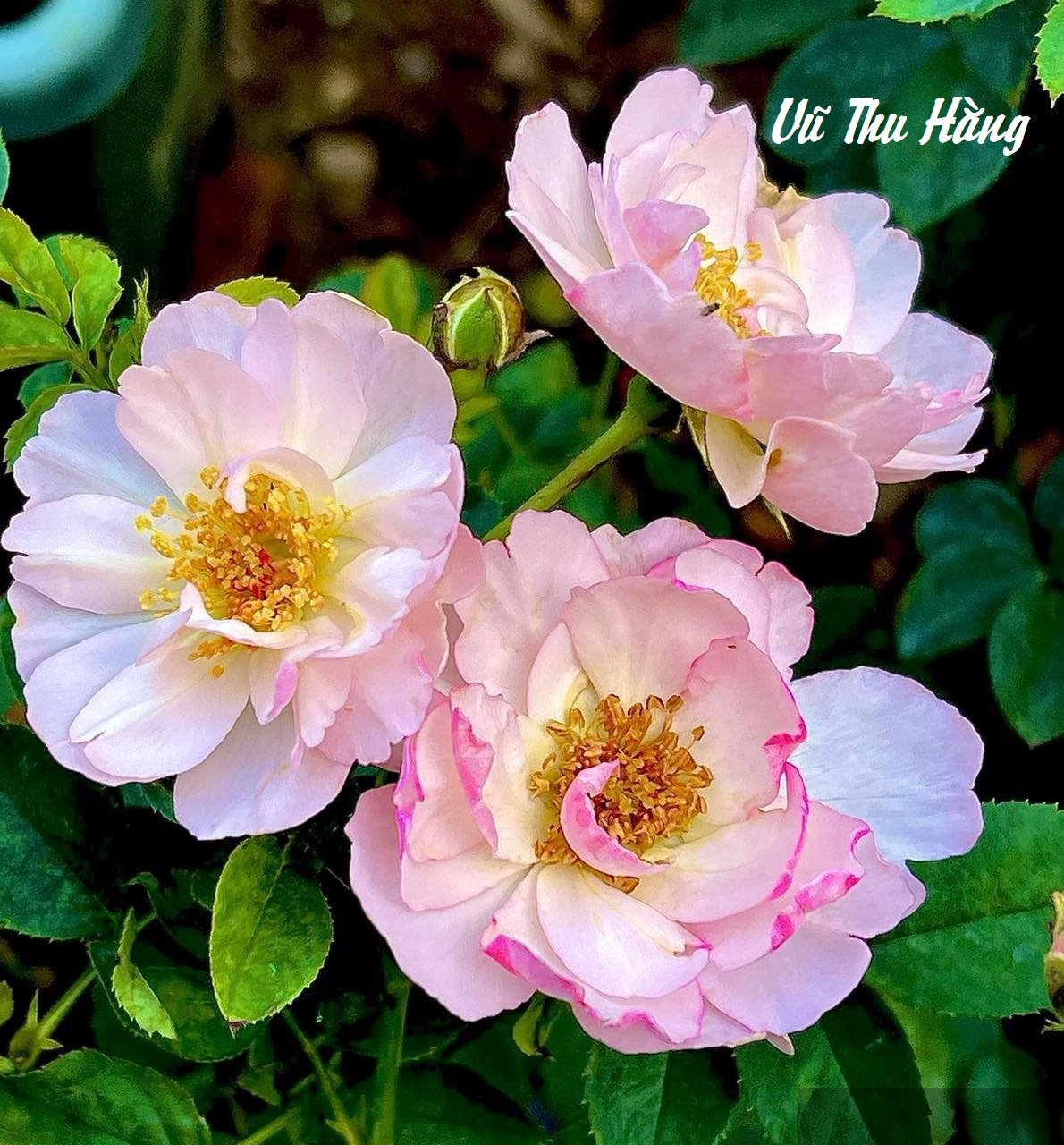 Tình yêu và Tự do