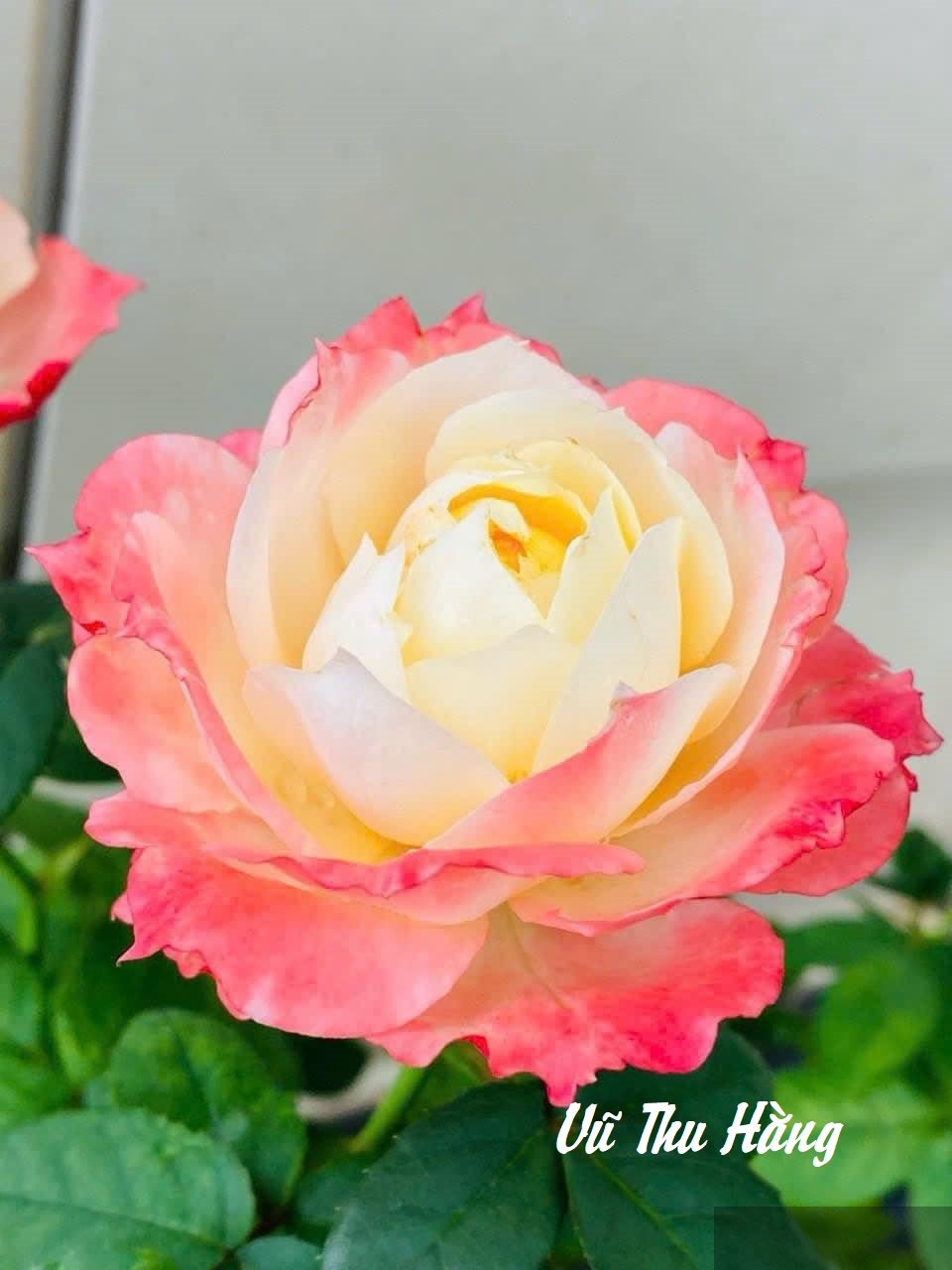 Vết bầm